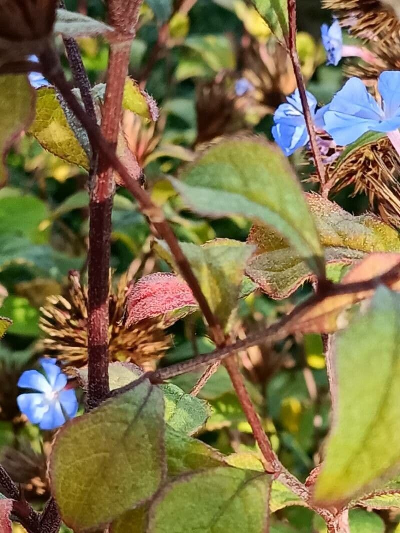 Ceratostigma 21