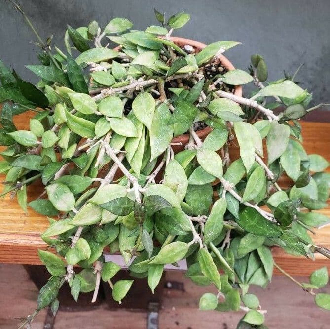 Hoya 7