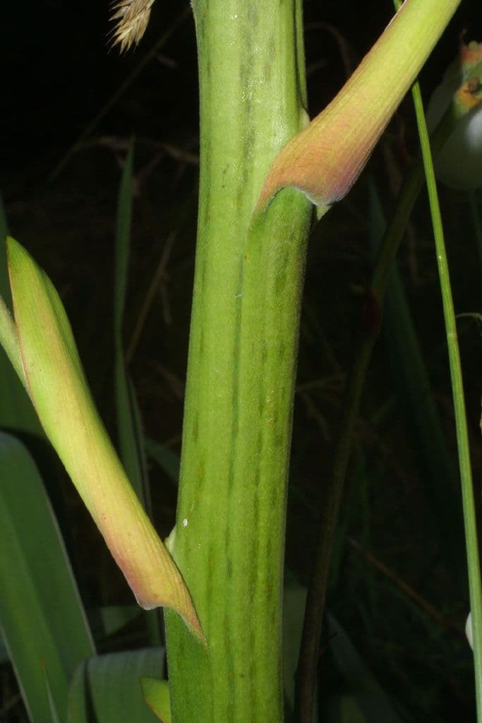 Schopf-Yucca 23