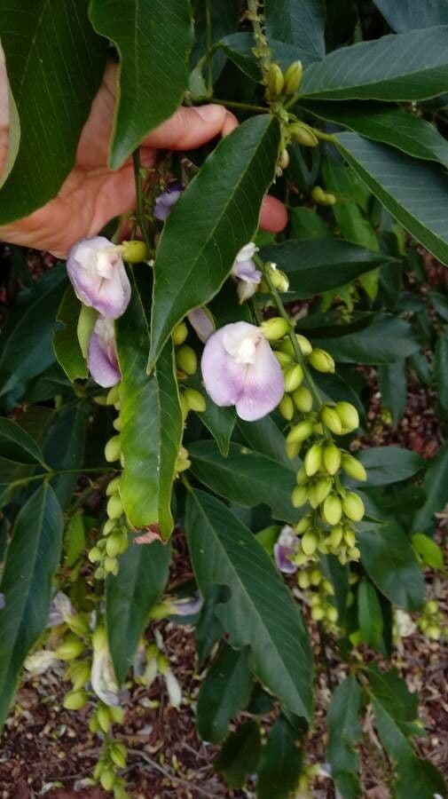 Clitoria fairchildiana 7
