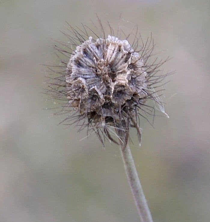 Vedovina cinerea 2