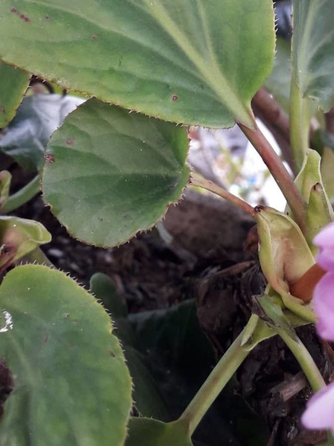 Bergenia cordifolia 18
