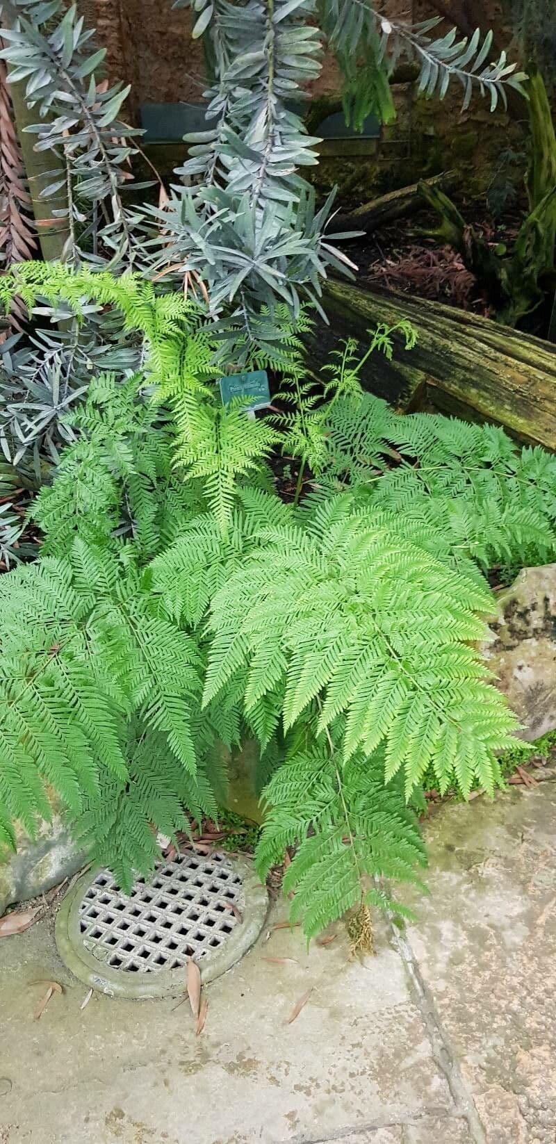 Pteris tremula 4