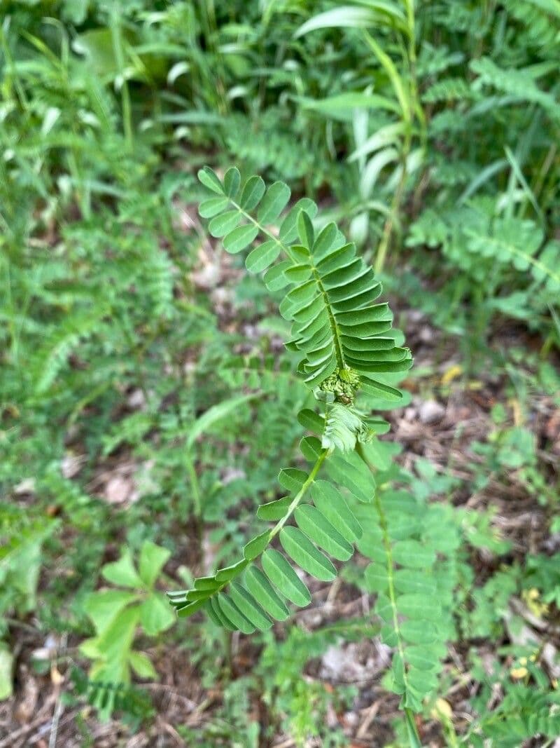 Astragalus penduliflorus 17