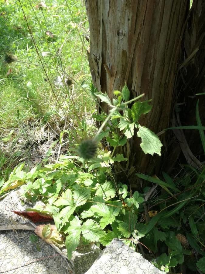 Geum de Alepo 17