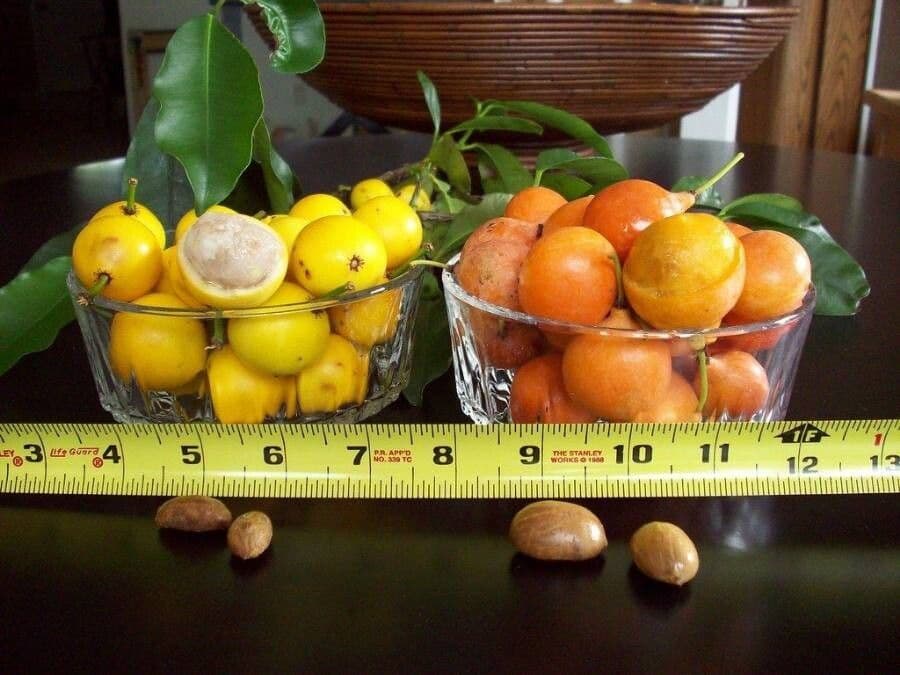 Garcinia brasiliana