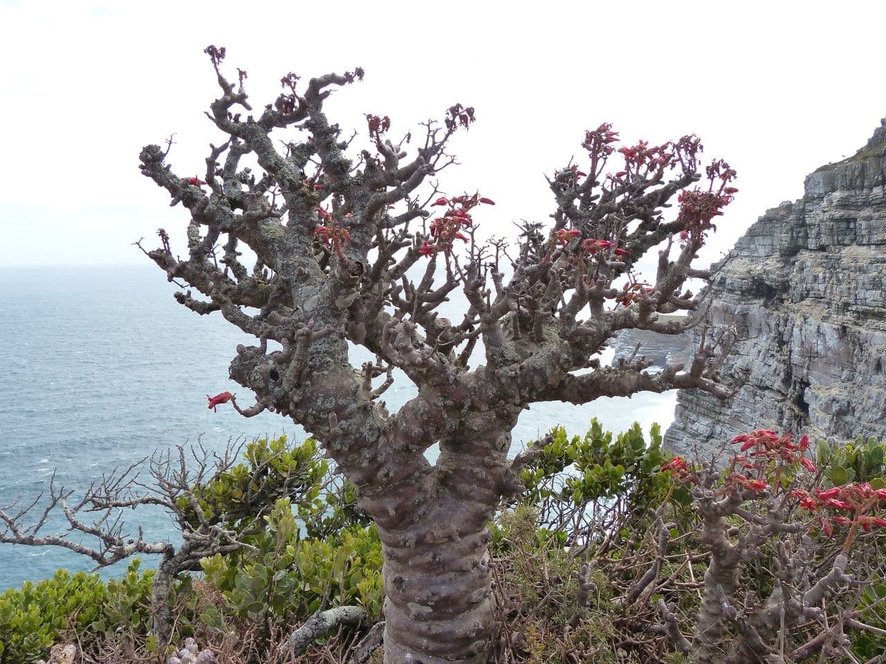 Tylecodon 16