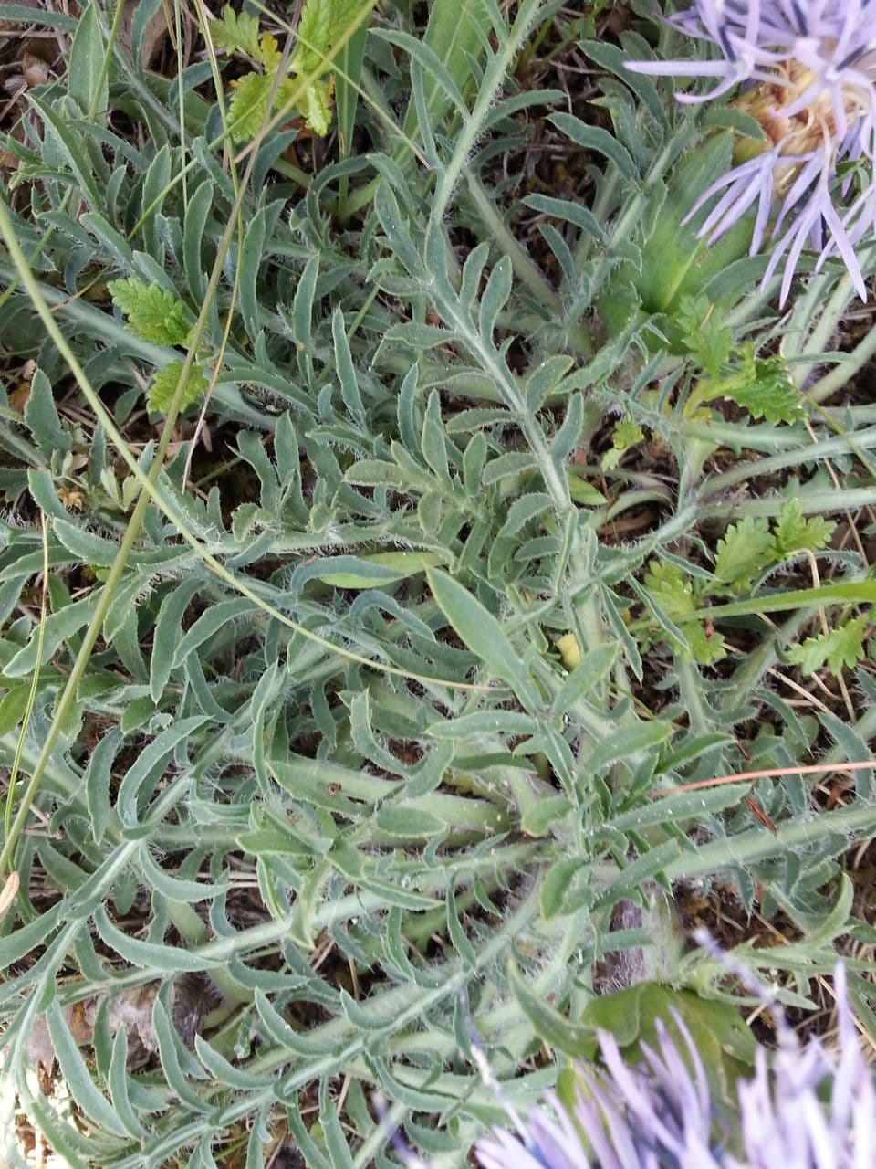 Sanftdistel 23