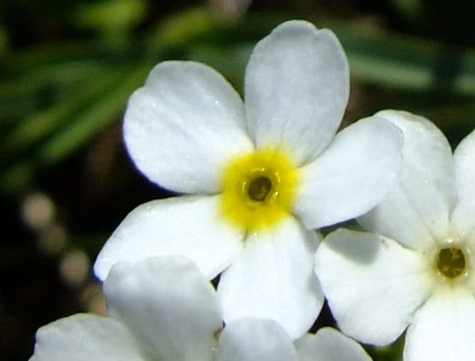 Androsace chamaejasme