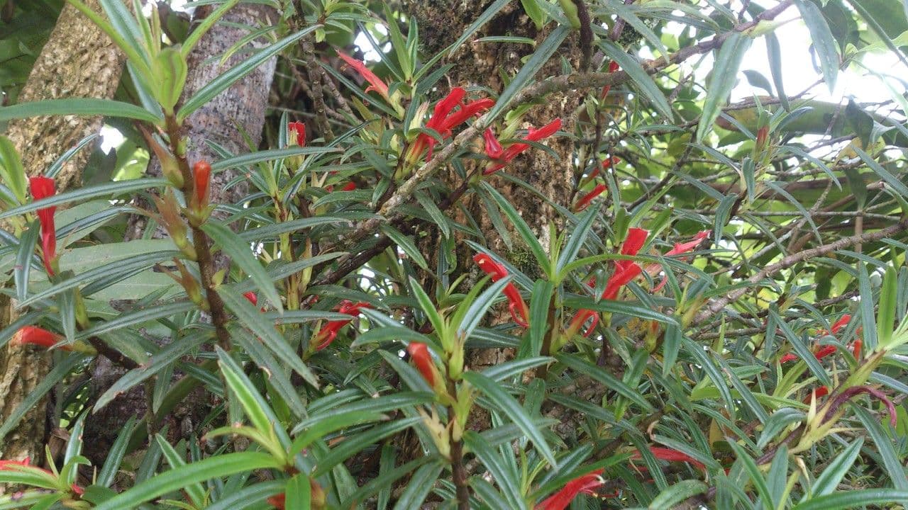 Columnea 12