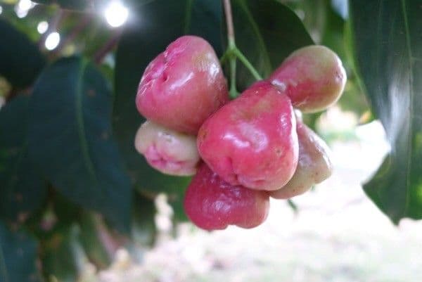 Syzygium 5