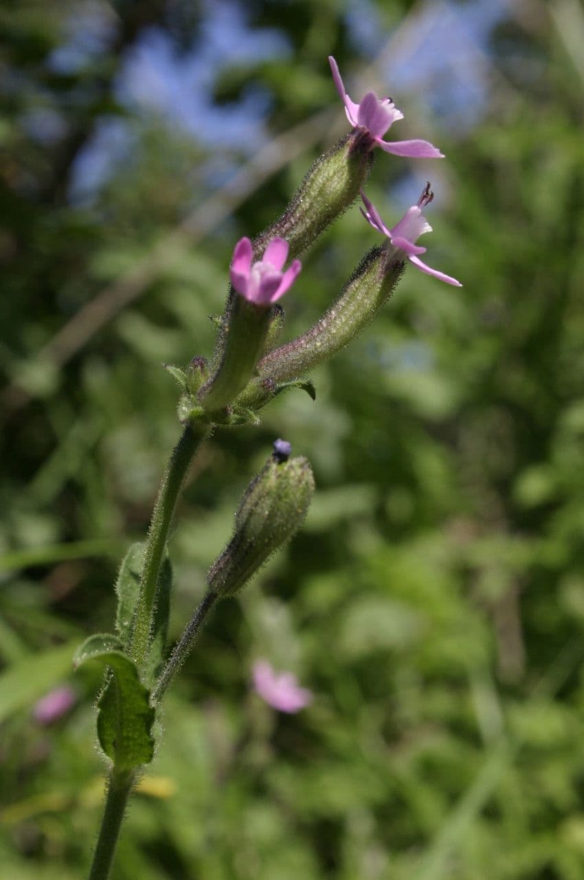 Catchfly parduzco 2