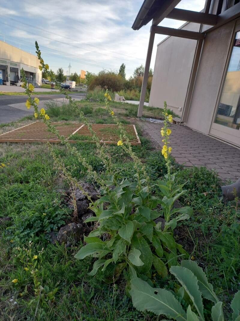 Verbasco phlomoides 13