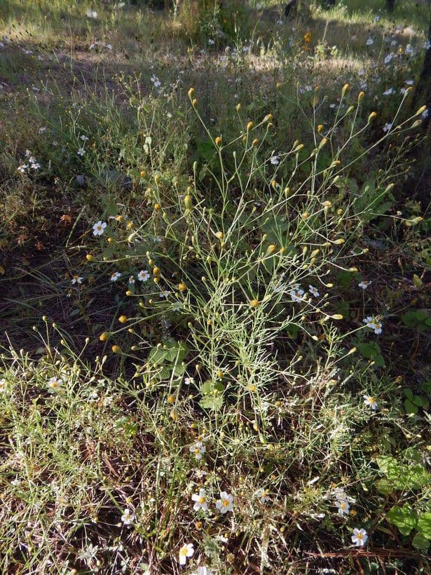 Schkuhria 7