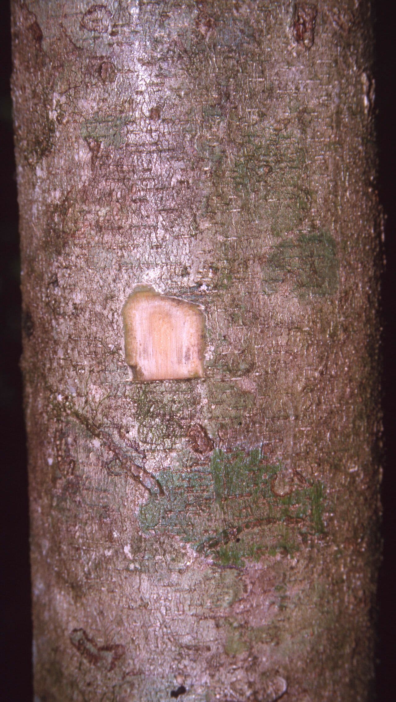 Inga 10