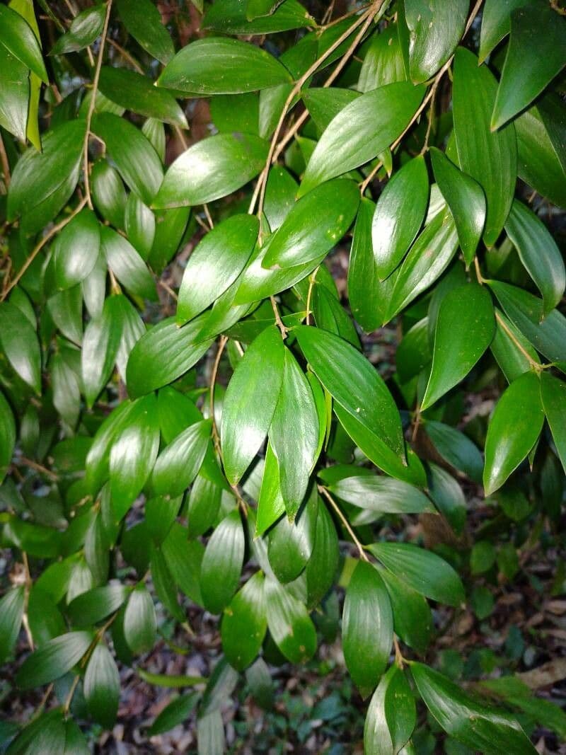 Lorbeerblättrige Trochocarpa 8