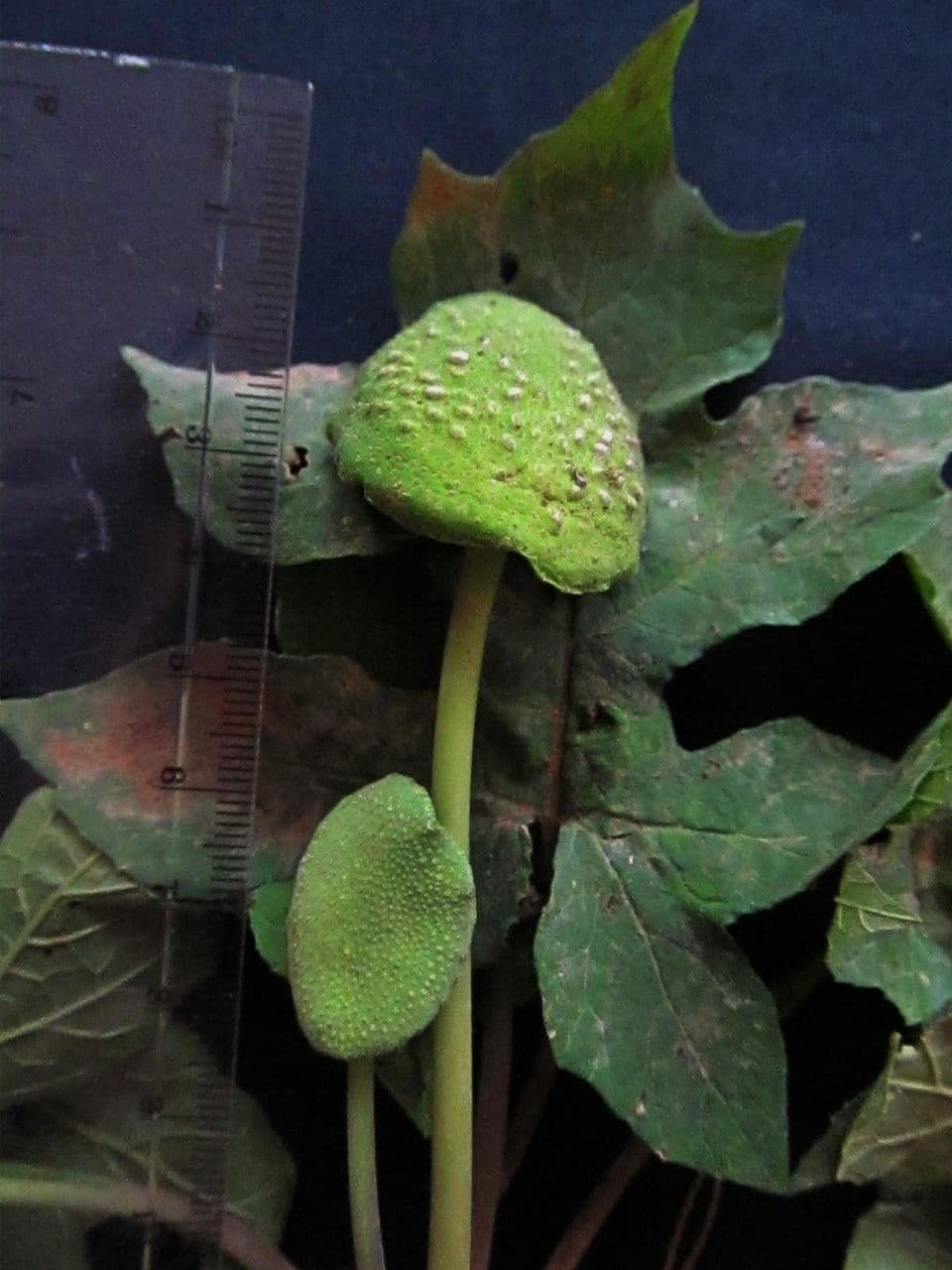 Dorstenia 6