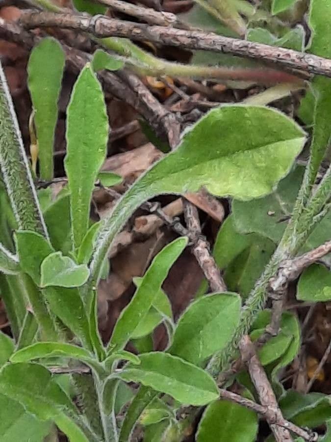 Silene italiana 19