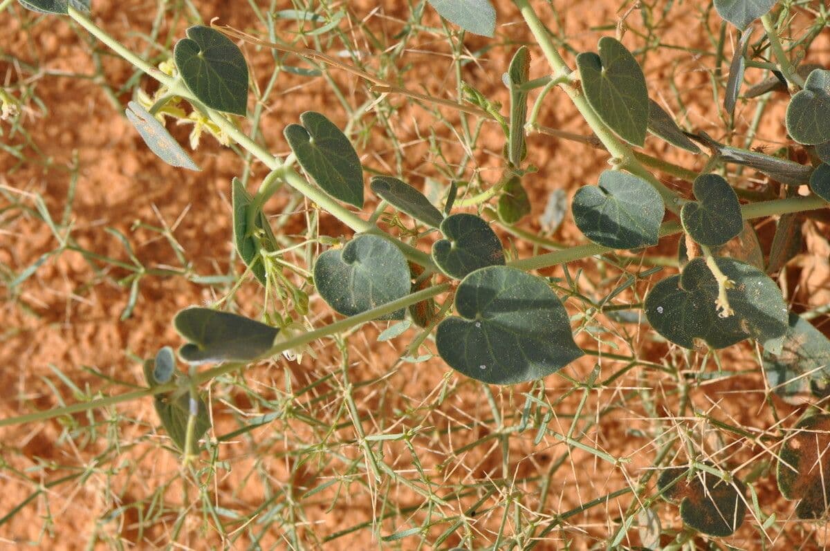 Pergularia tomentosa 24