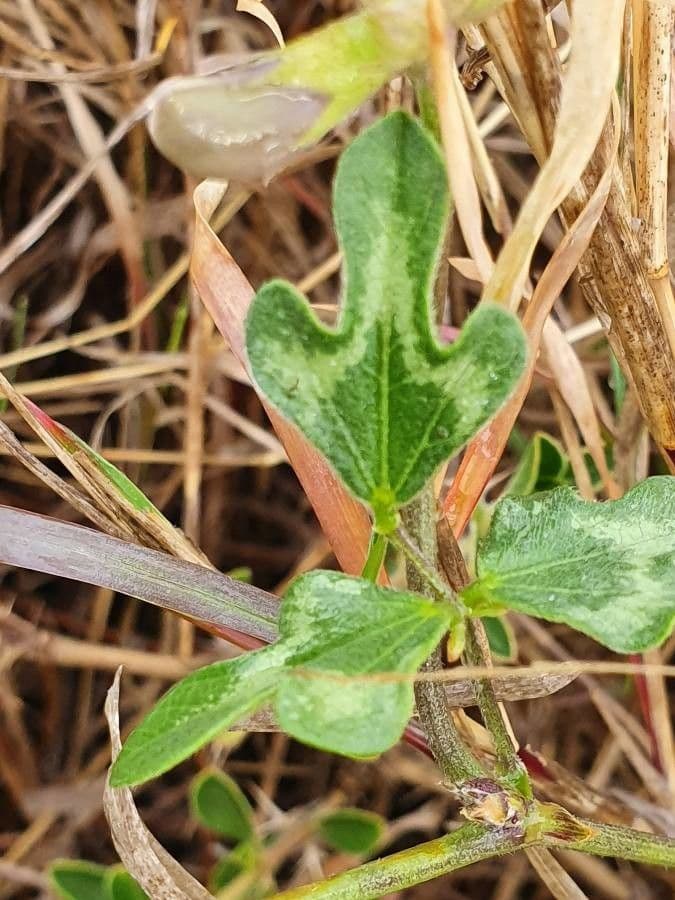 Vigna frutescens 18