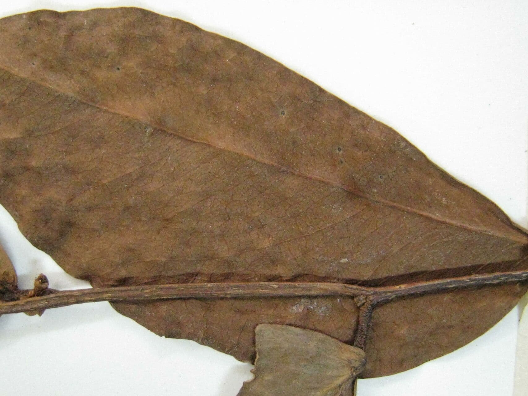 Cynometra 4