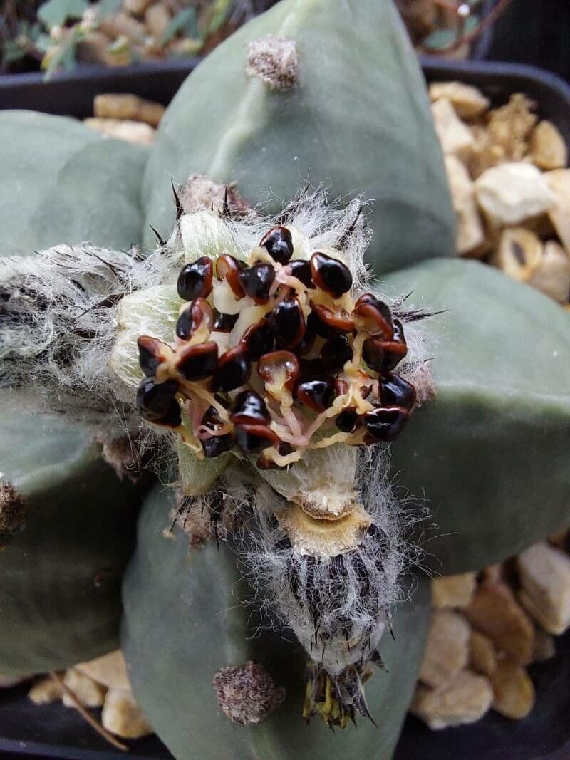 Astrophytum 4