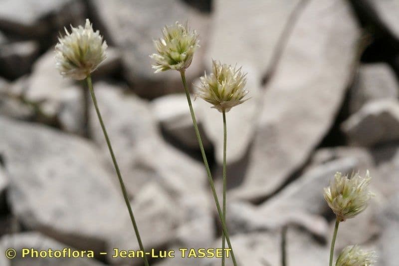 Sesleria 7