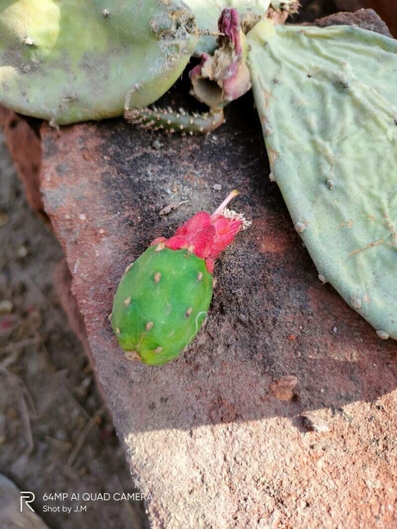 Opuntia a tre spine 4