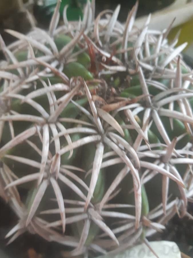 Melocactus 9