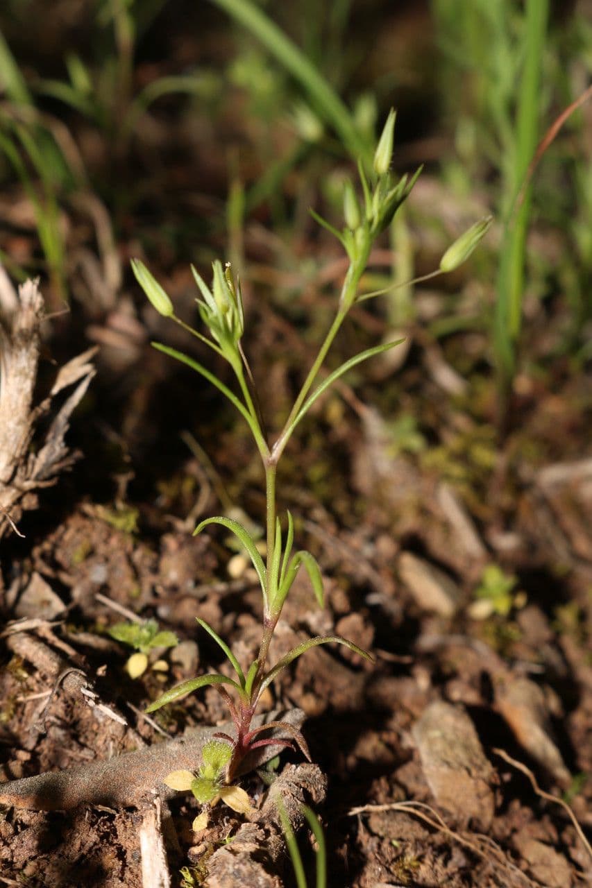 Minuartia ibrida 5