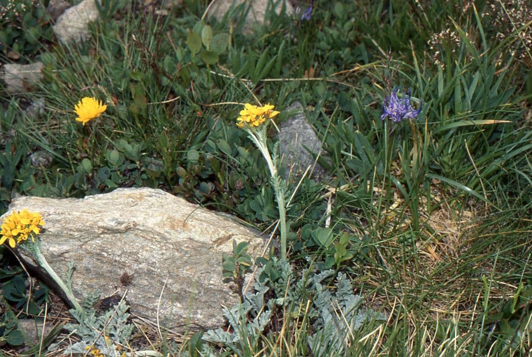 Senecio 10