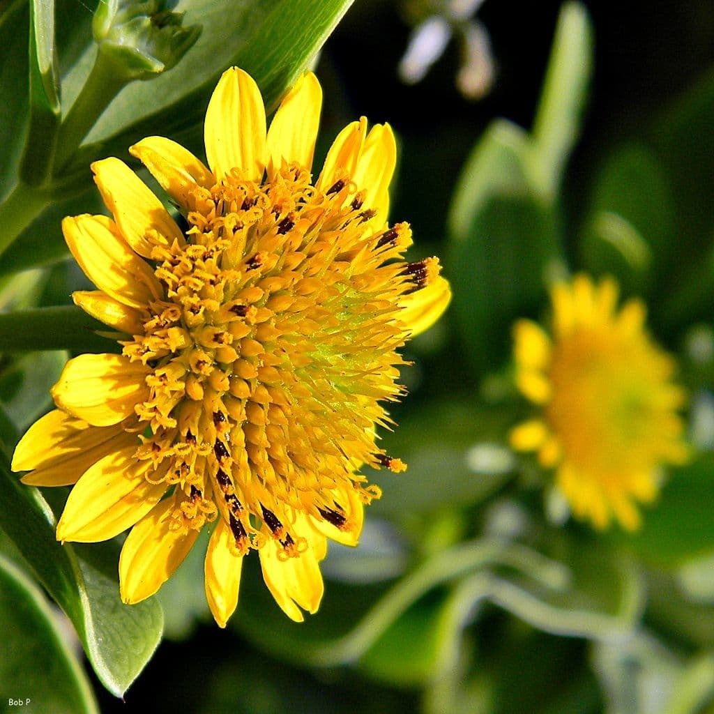 Meeres-Oxeye 2