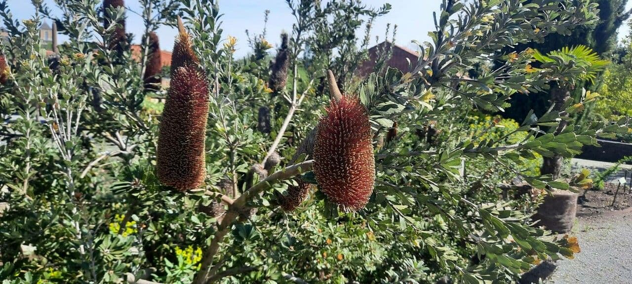 Banksia 2