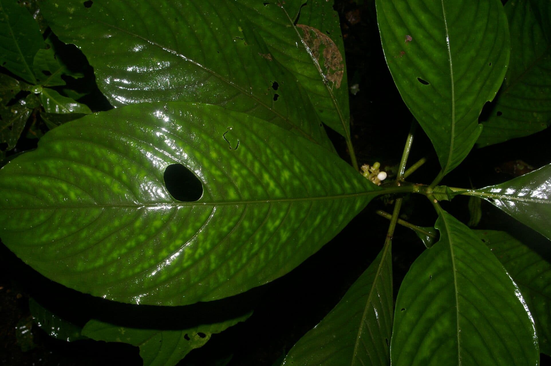 Notopleura 2