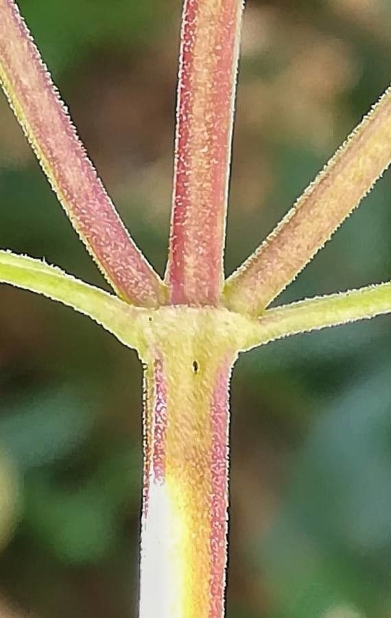 Dracocéphale de Moldavie 20