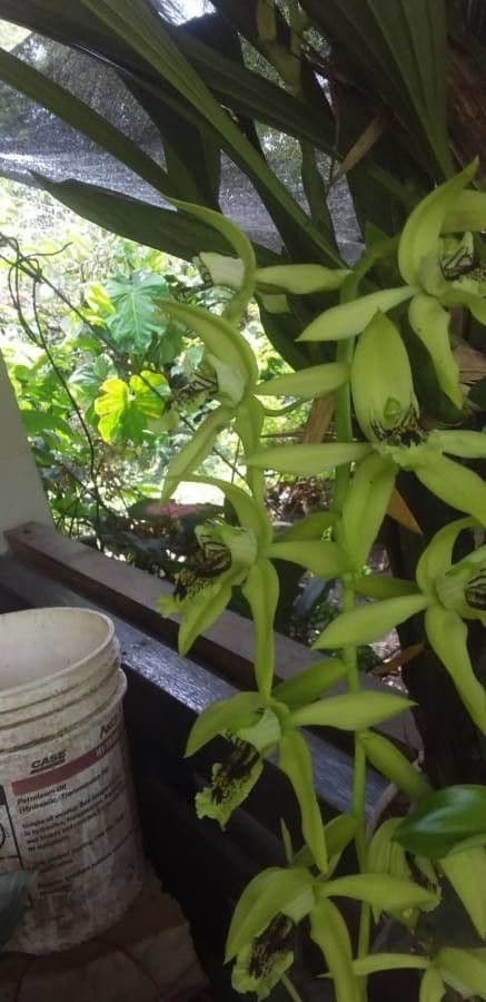 Orchidea nera