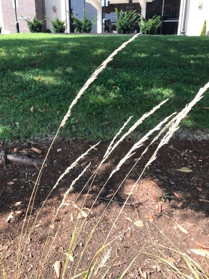 Sorghastrum nutans 26