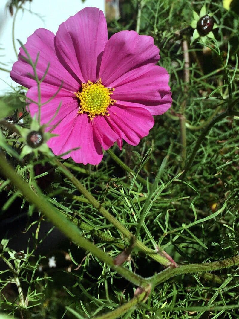 Cosmo 29