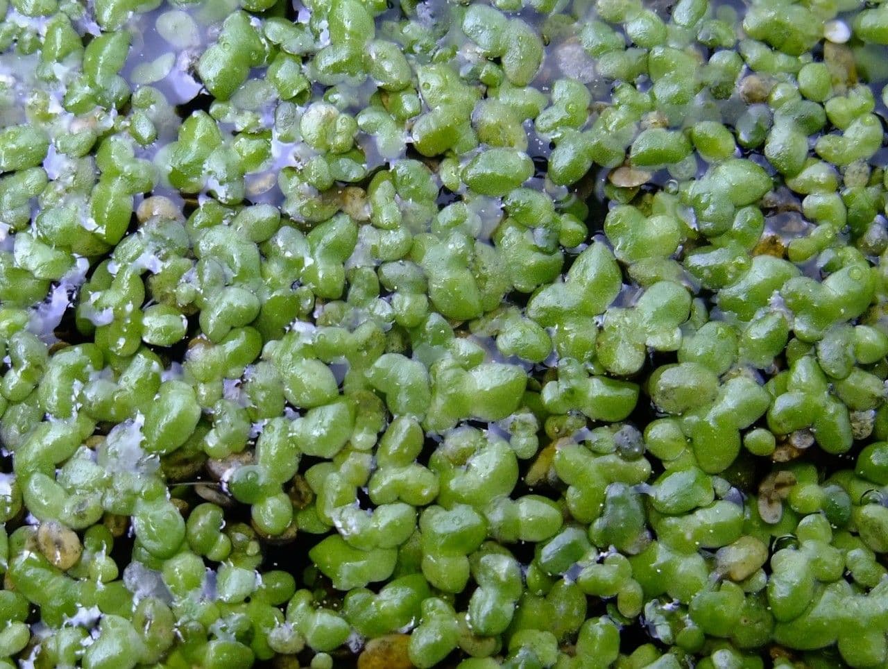 Zwerg-Wasserlinse 13