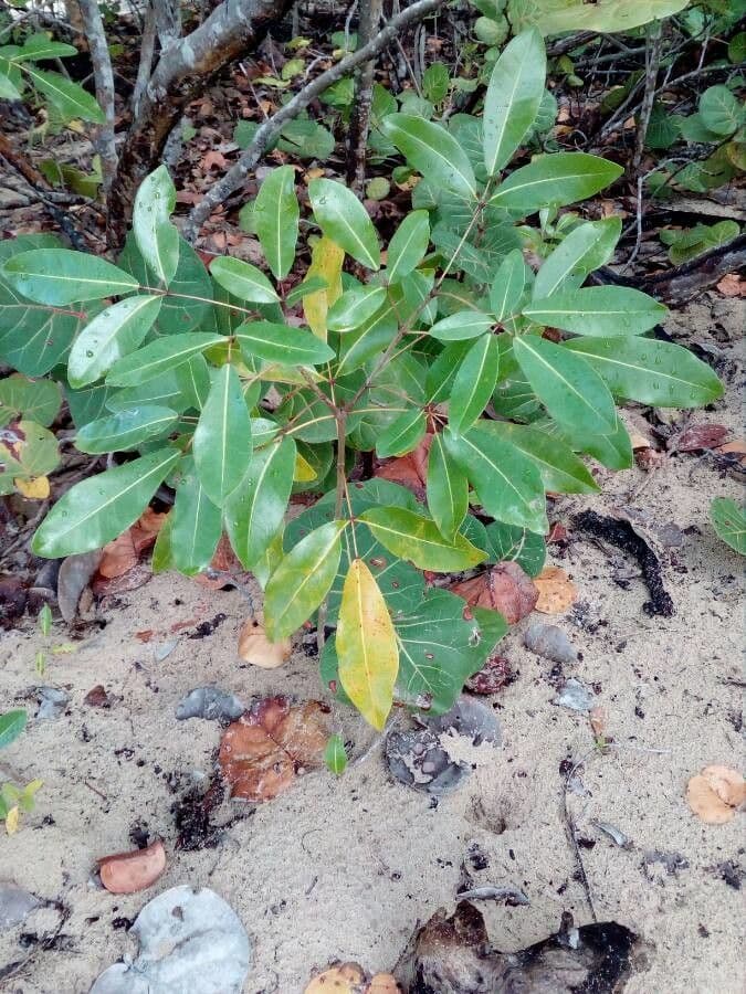 Tabebuia bledá 11