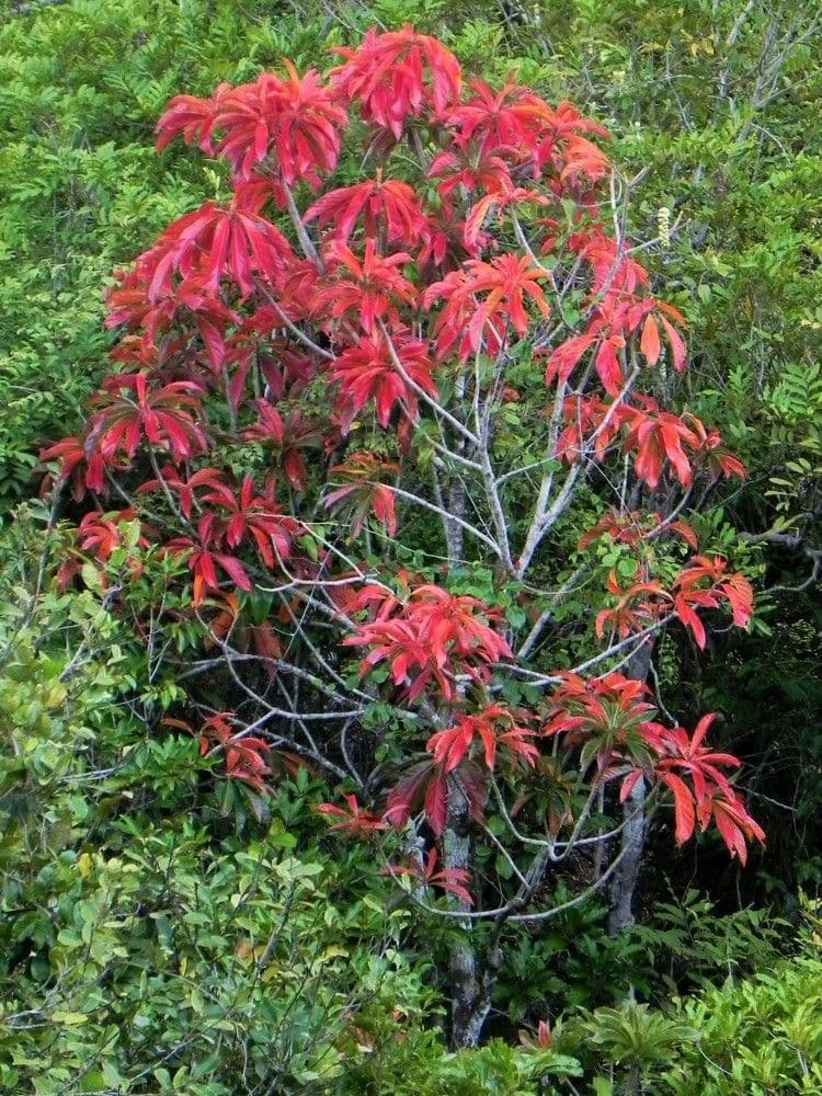 Barringtonia 14