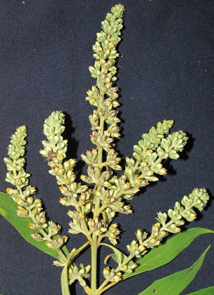 Buddleja