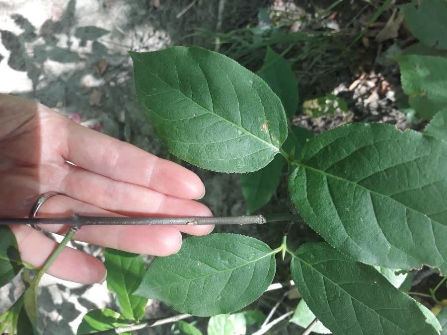 Fusain à larges feuilles 21