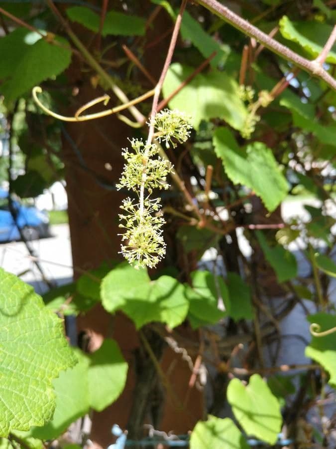 Vitis aestivalis 10
