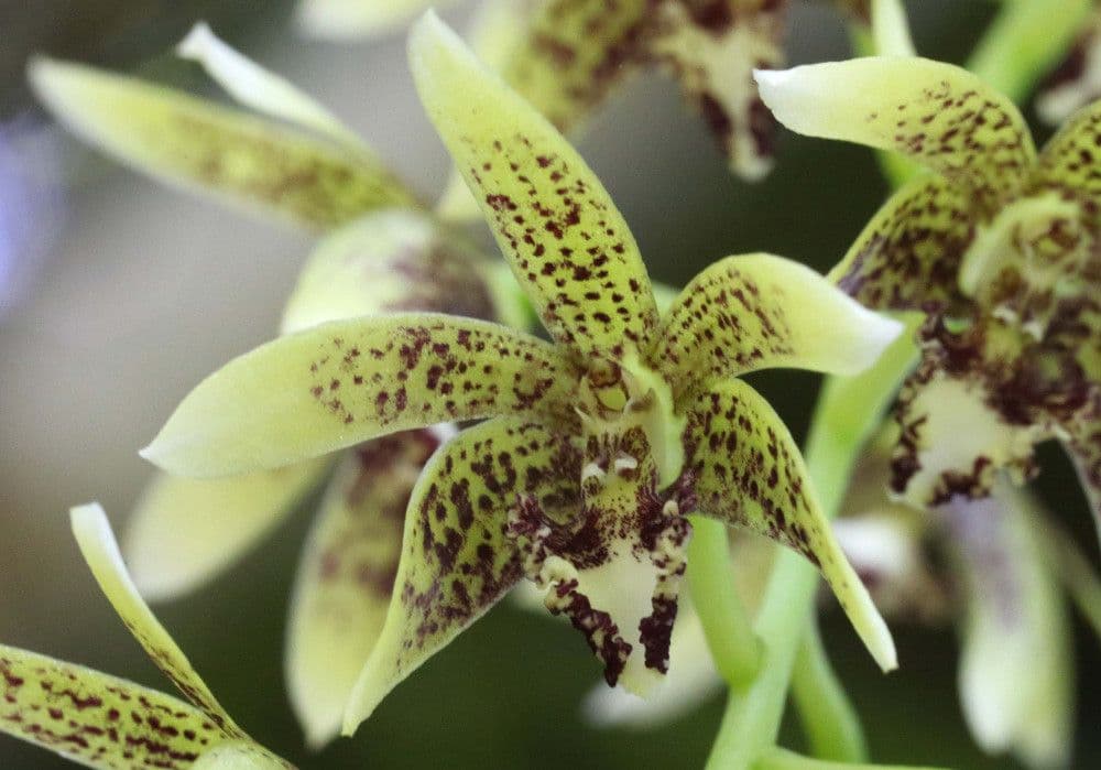 Dendrobium 2