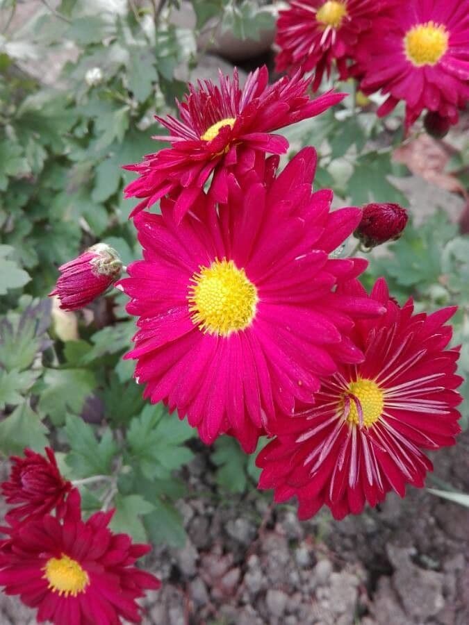 Tanaceto coccineo