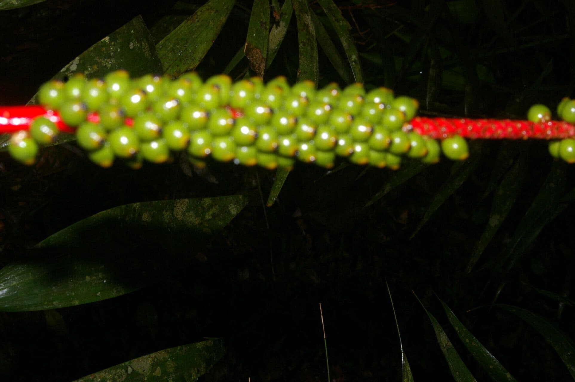 Neonicholsonia 2
