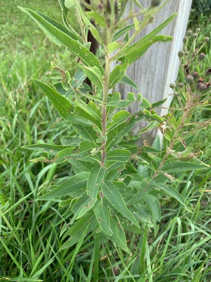 Vernonia di Baldwin 12