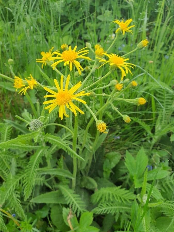 Tephroseris 2