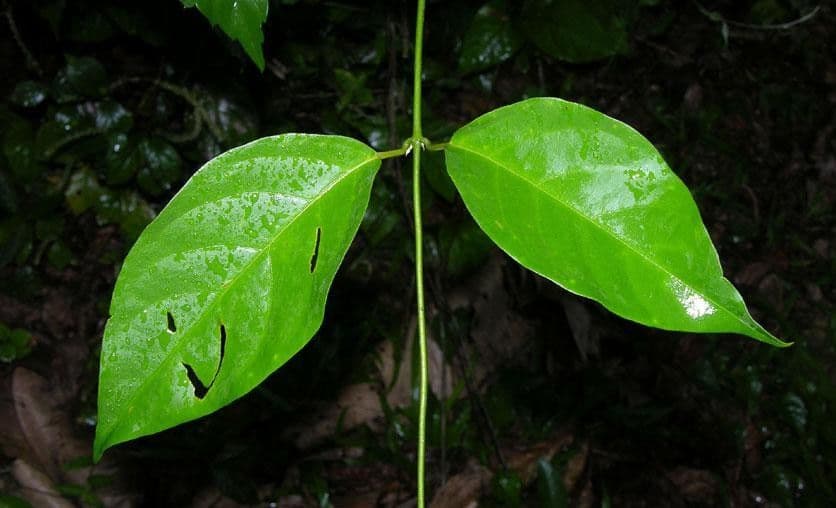 Ayahuasca 10